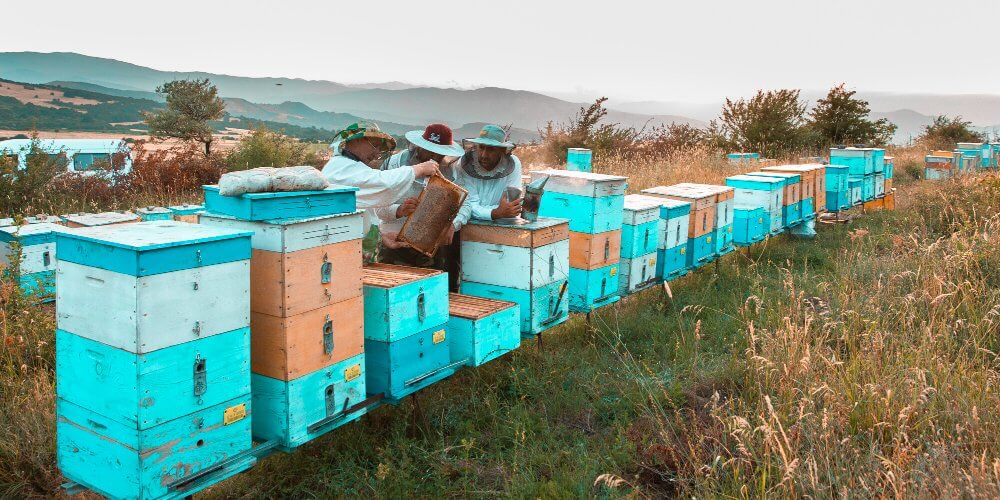 Pszczelarze zbierający miód z uli