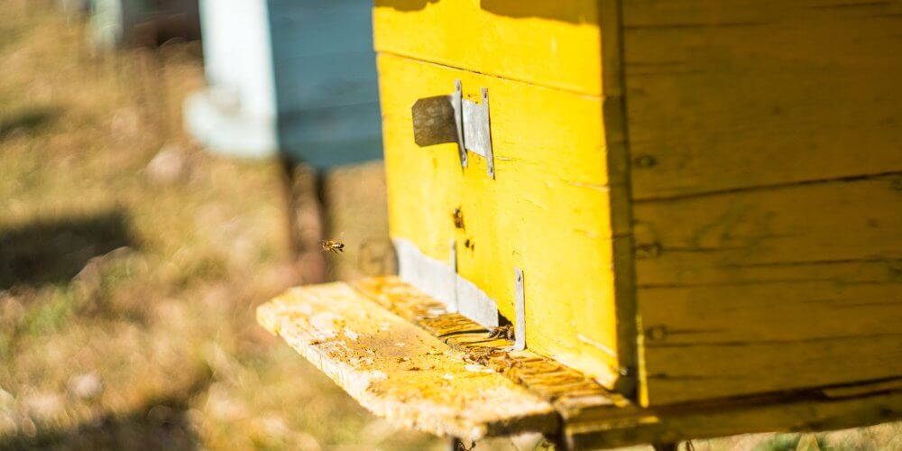 Ul z pszczołami
